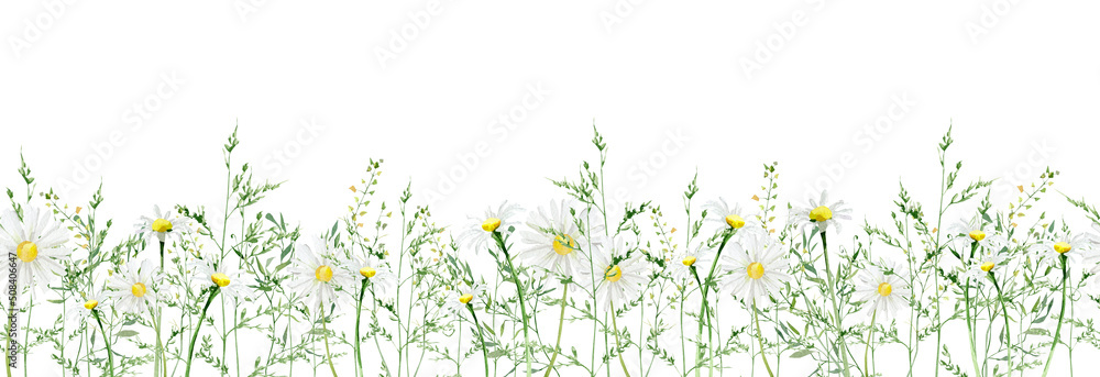 Greenery field botanical seamless border design.Horizontal herbal banners on white background for wedding invitation, business products. web banner with leaves, branches, meadow floral