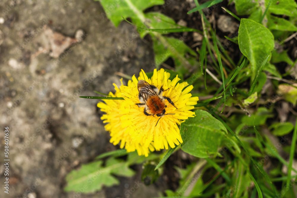 Bumblebee sitting on a dandelion flower. Spring seasonal of growing plants. Traditional blooming Bumblebee sitting on a dandelion flower. Spring seasonal of growing plants. Traditional blooming
