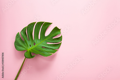 Natural green monstera leaf on pastel pink background, tropical leaf.