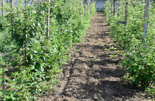 Rows of blackberry bushes tied to concrete poles. Green young blackberry bushes in the garden.