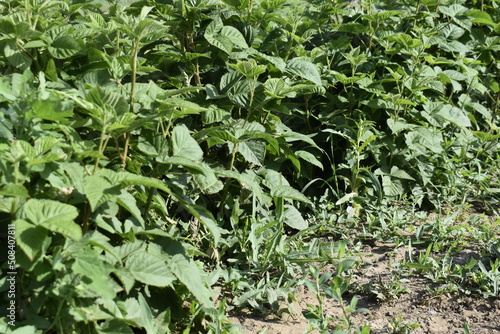 Green wild young blackberry bushes in the garden.