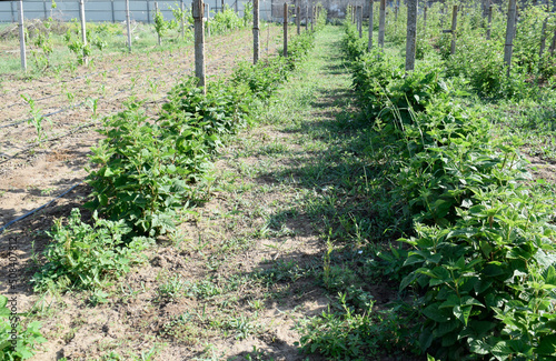 Rows of blackberry bushes tied to concrete poles. Green young blackberry bushes in the garden.