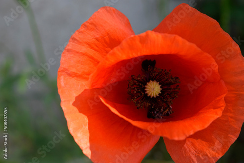 Bright red poppy close up  symbol of remembrance day.