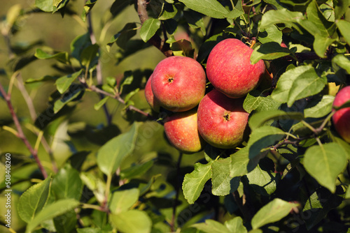 Wallpaper Mural Red apples on apple tree branch Torontodigital.ca