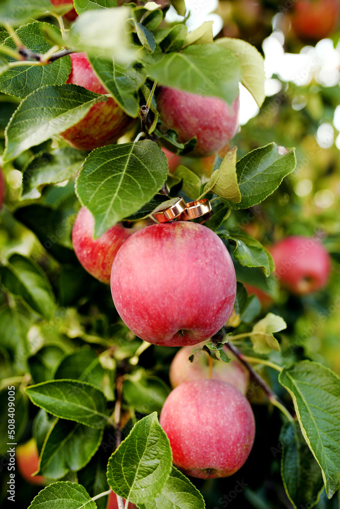 Red apples on apple tree branch Red apples on apple tree branch