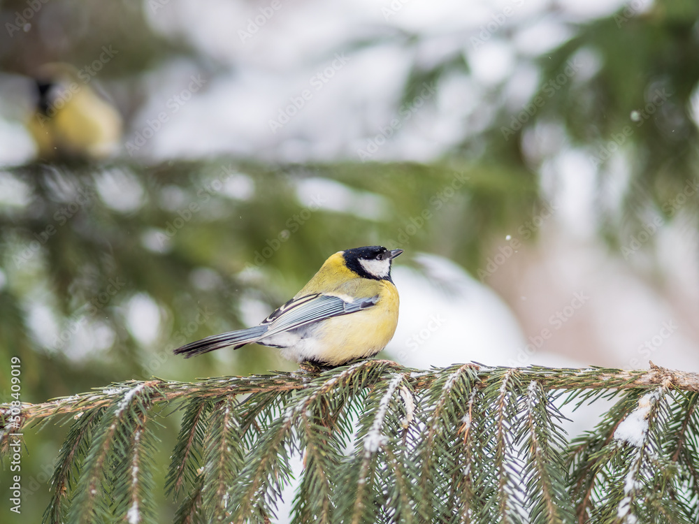 Naklejka premium Cute bird Great tit, songbird sitting on the fir branch with snow in winter