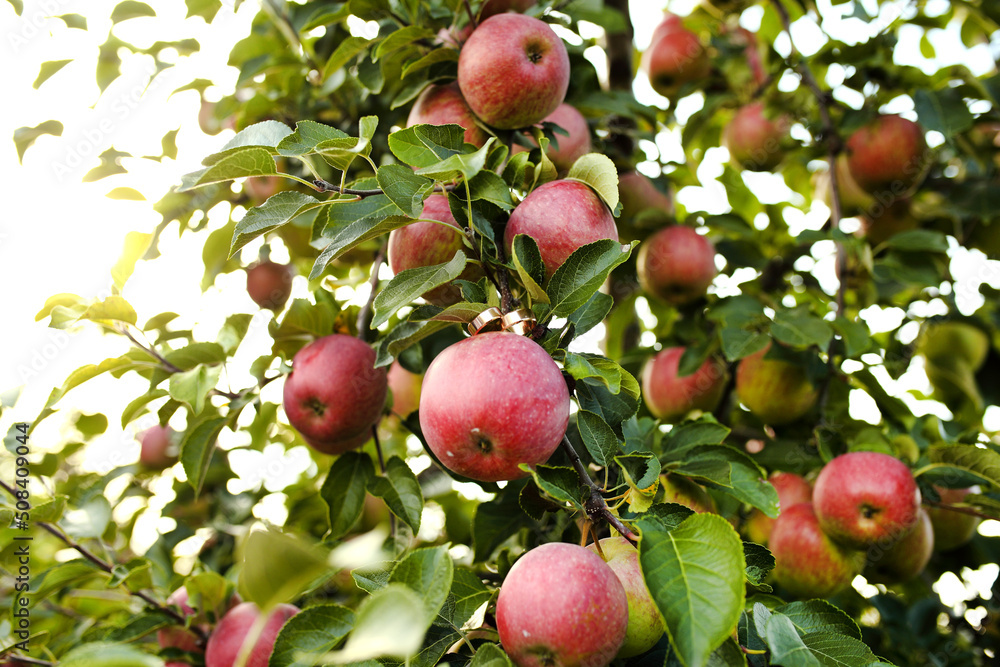 Red apples on apple tree branch Red apples on apple tree branch
