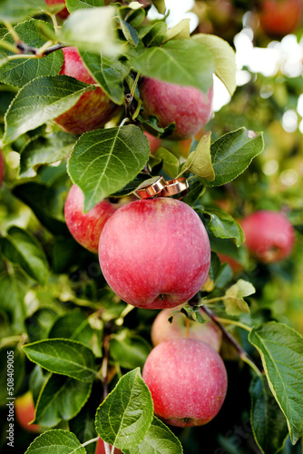 Red apples on apple tree branch