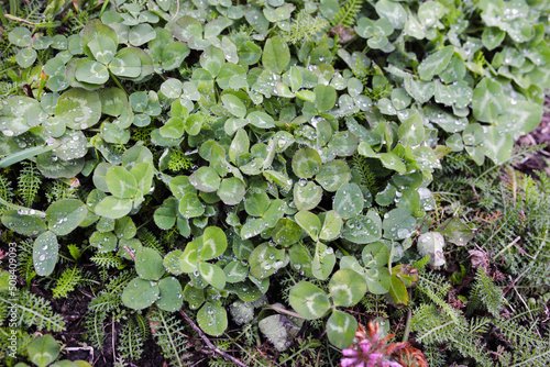 Dew on clover leaves.