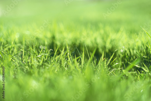 Ground level view of a recently cut grass. well maintained lawn, shallow DOF of the grass blades. Gardening and lawn care