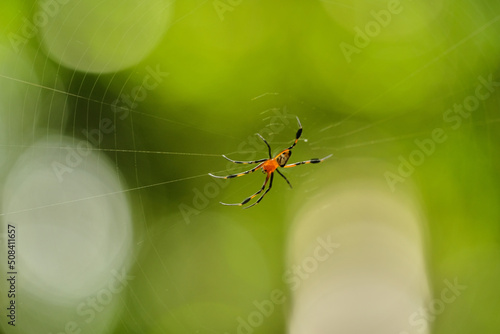 Pear-shaped Opadometa Leucauge fastigata photo