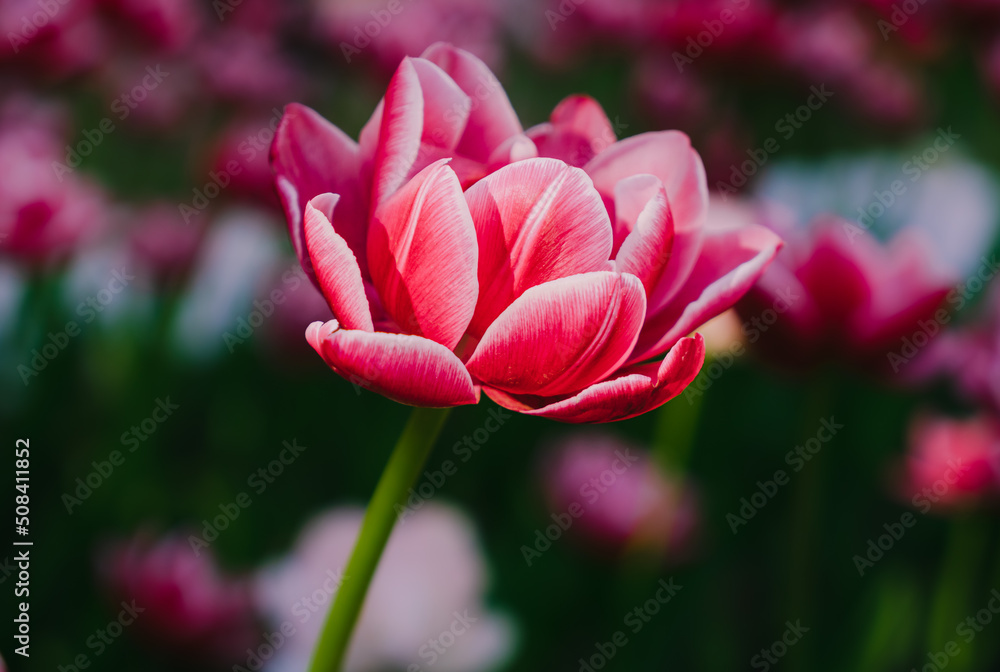 Obraz premium Pink tulip in pastel tints at blurry background, close- up. Soft selective focus. Spring nature beauty concept. Fresh spring flowers in the garden with soft sunlight for your floral holidays card. 