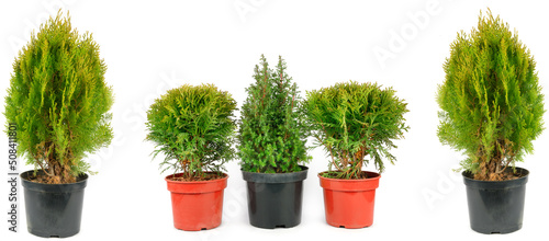 Cypress and thuja in flowerpot pot isolated on white . Place for your text. Panoramic collage.