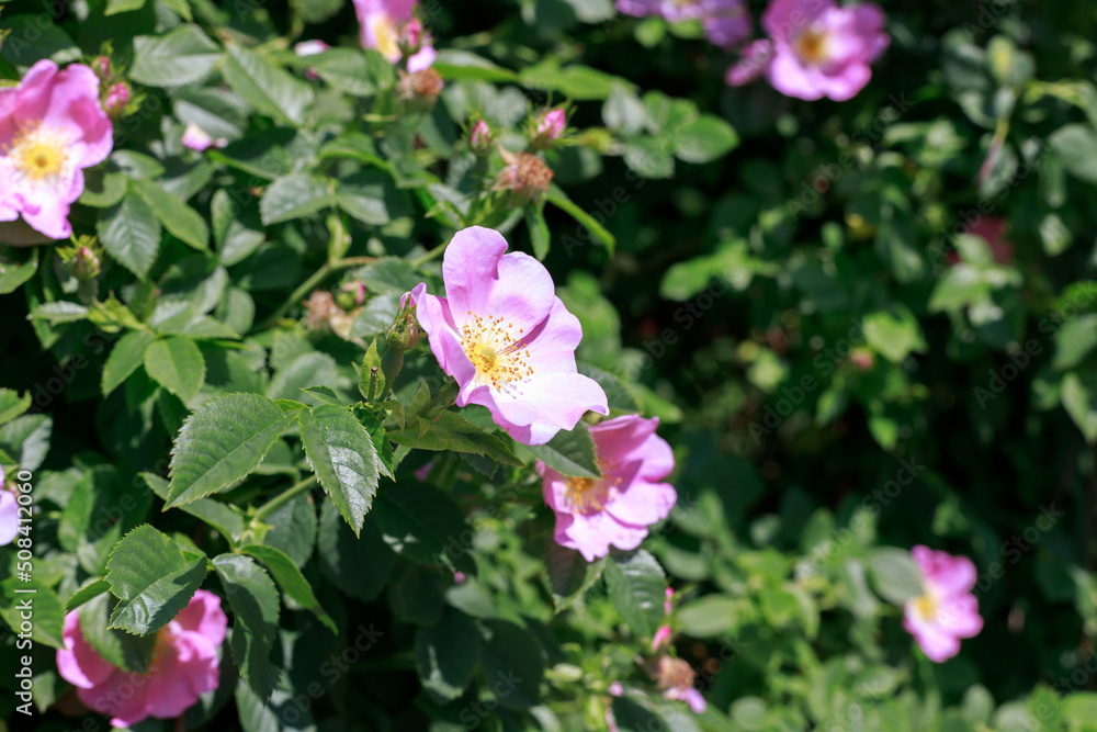 flowers of flowering rose hips on a bush in the park. close-up