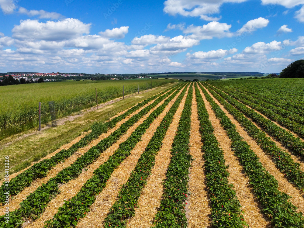 Erdbeerfeld im Frühling vor der Ernte Erdbeerfeld im Frühling vor der Ernte