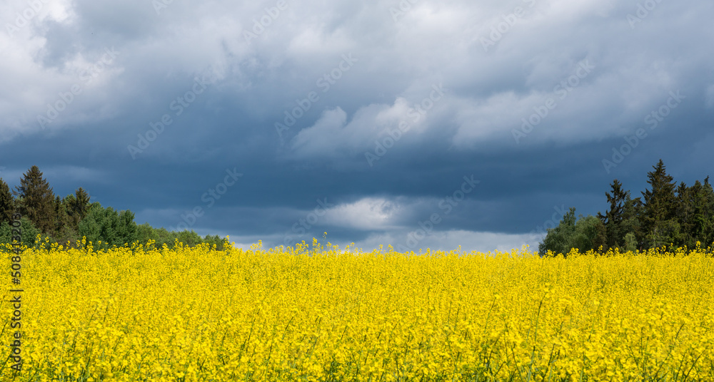 Yellow field of Rapeseed (Brassica napus) against dark blue sky