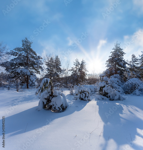 pine tree forest glade in snow at cold sunny day, winter natural snowbound scene