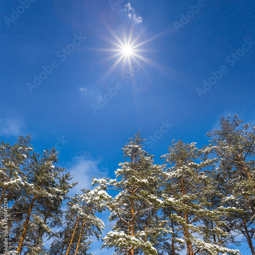closeup pine trees top in light of sparkle sun, winter natural background