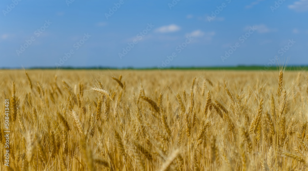wide golden wheat field under blue sky