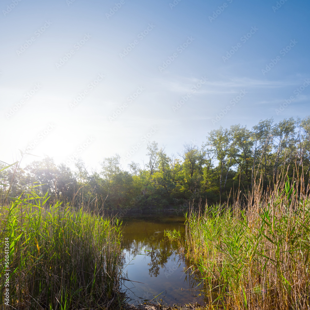 small calm river with reed on coast in light of early morning sun small calm river with reed on coast in light of early morning sun