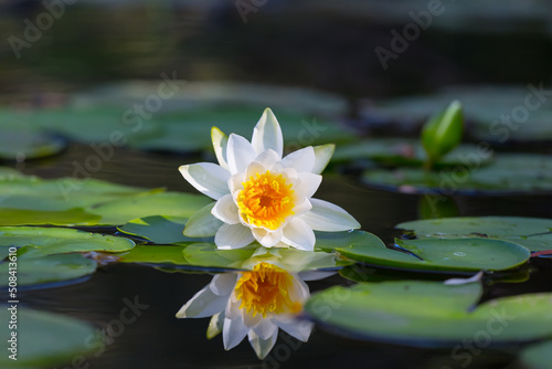 closeup white water lily floating in a lake  summer natural scene