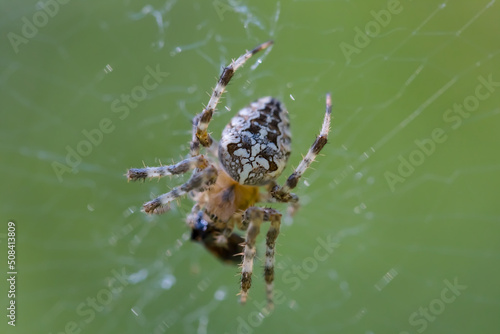 closeup spider sit on web, wild insect background