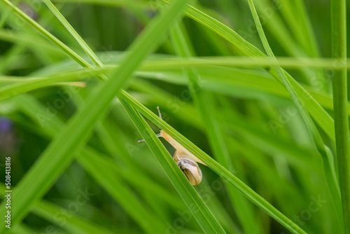 grasshopper on the grass