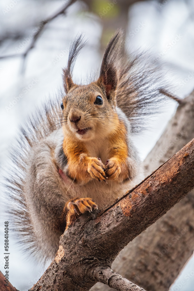 Fototapeta premium The squirrel sits on a branches in the spring or summer.