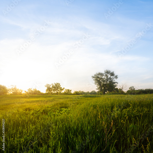 green prairie at the sunset, quiet summer countryside scene