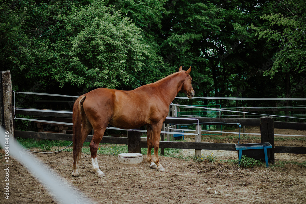 Fototapeta premium Beautiful brown horse stallion outdoors