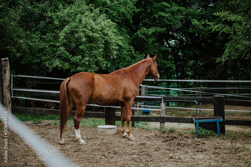 Beautiful brown horse stallion outdoors