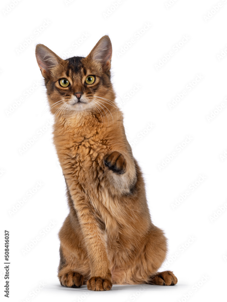 Handsome young ruddy Somali cat, sitting up facing front with one paw playful in air pointing to lens. Isolated on a white background.