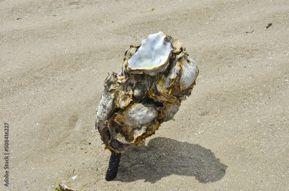 Austern im Sand auf Stiel wachsend im