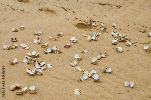 Obraz na płótnie Muschelschalen auf Sandstrand liegend w salonie