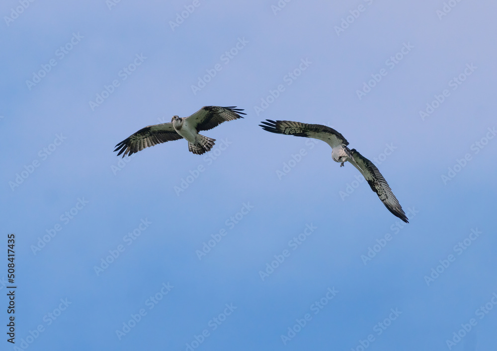 Osprey, Fiskgjuse (Pandion haliaetus) Osprey, Fiskgjuse (Pandion haliaetus)