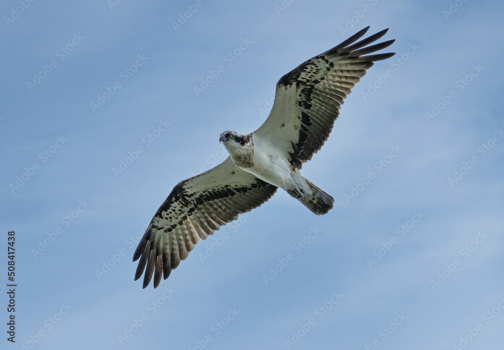 Osprey, Fiskgjuse (Pandion haliaetus)