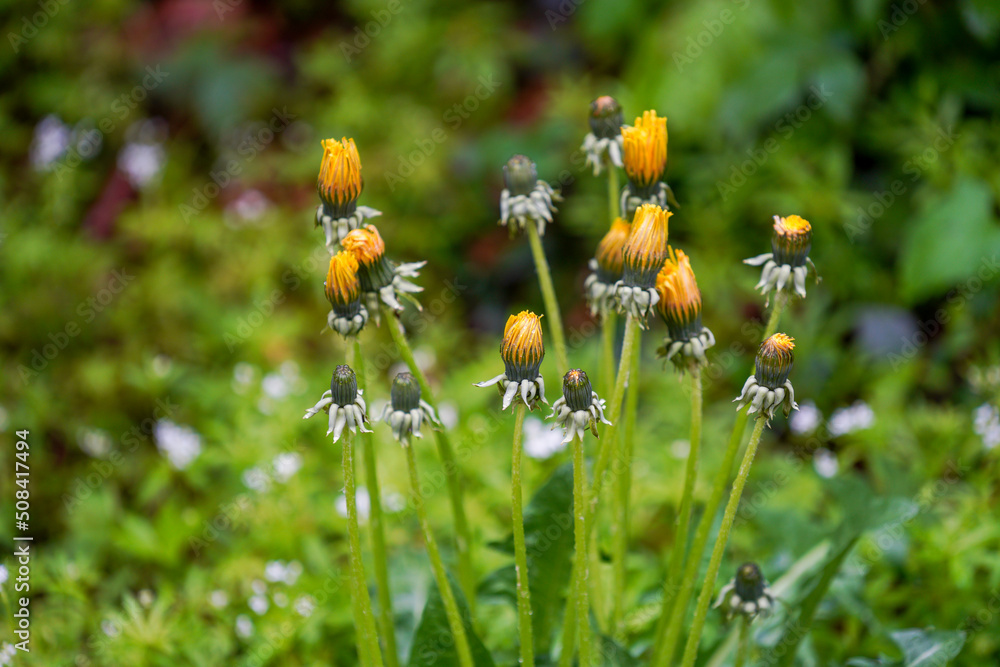 Dandelions in the morning closed after rain Dandelions in the morning closed after rain