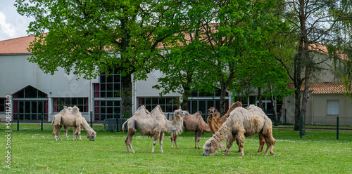 Vendée,France;April 18, 2022:Camels in the André Malraux park in Challans, the beasts of the Claudio Zavatta circus who have come to perform their show are resting peacefully. photo