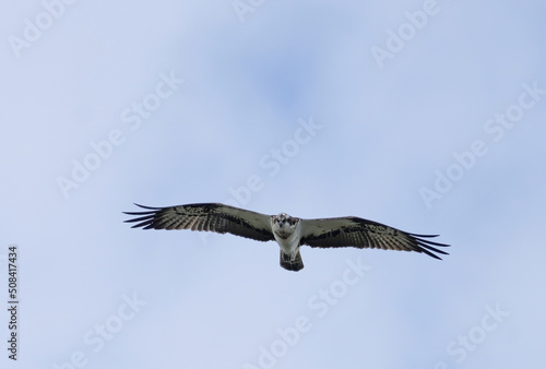 Osprey  Fiskgjuse  Pandion haliaetus 