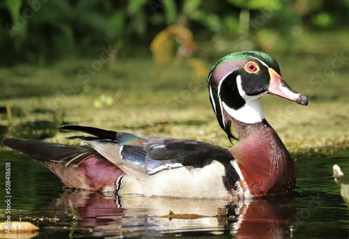 Male Wood Duck in all His Glory and rainbow colors
