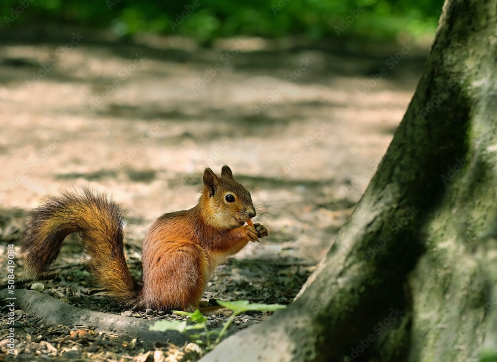 cute squirrel on blurred natural forest background. Eurasian red squirrel (Sciurus vulgaris) eating nuts. save wild nature concept cute squirrel on blurred natural forest background. Eurasian red squirrel (Sciurus vulgaris) eating nuts. save wild nature concept