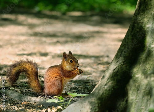 cute squirrel on blurred natural forest background. Eurasian red squirrel (Sciurus vulgaris) eating nuts. save wild nature concept © Ju_see
