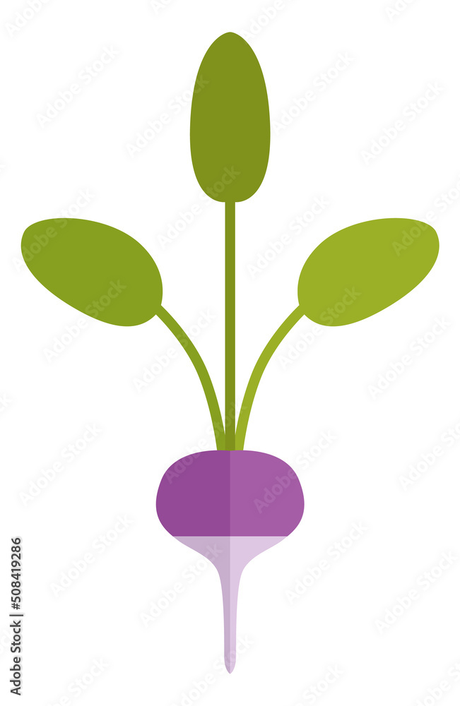 Radish flat icon. Farm organic root with green leaves