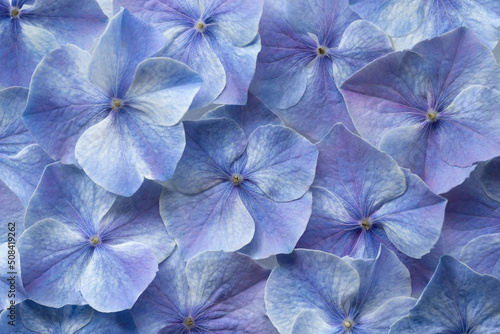blue and purple hydrangea flower background texture. fresh and perfect flowers and petals © NadiaA