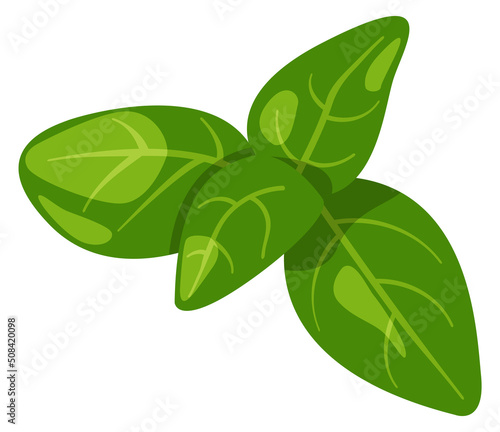 Basil cartoon icon. Green leaves aroma seasoning