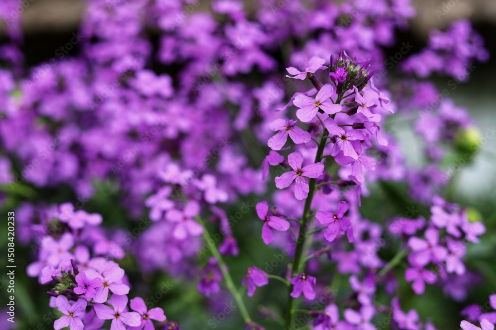 Lunaria annua commonly called silver dollar, dollar plant, moonwort, honesty.