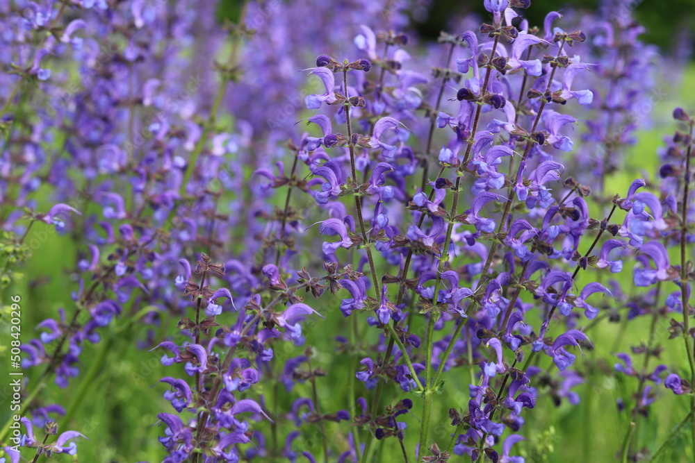 Obraz premium Salvia pratensis. Meadow sage, purple flowers on wild meadow.