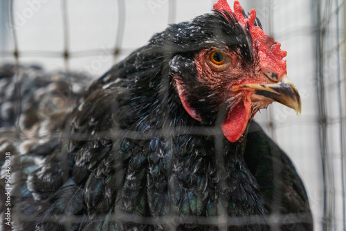 Chicken in a cage. Chicken farm.