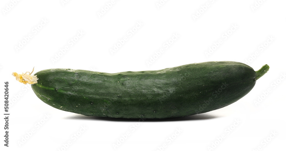 Whole cucumber isolated on white background Whole cucumber isolated on white background