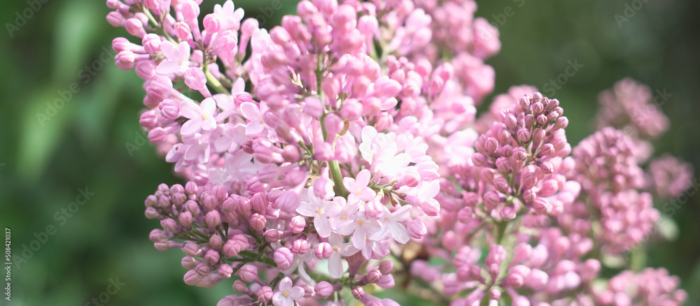 Bright natural background for your projects from pink lilac flowers against the background of green trees